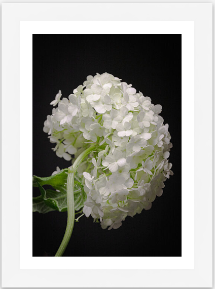 lacecap flower in a white frame