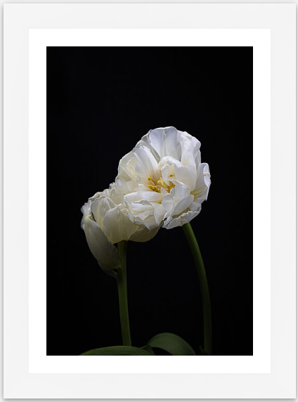 white flower photography print 