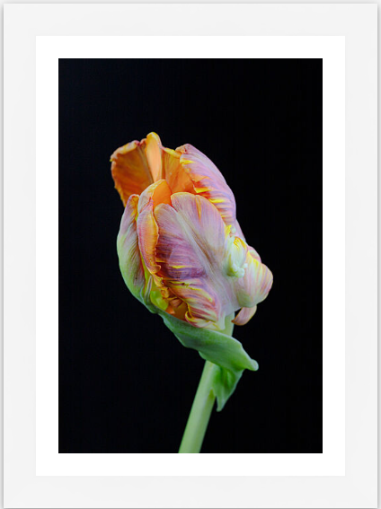 orange purple tulip