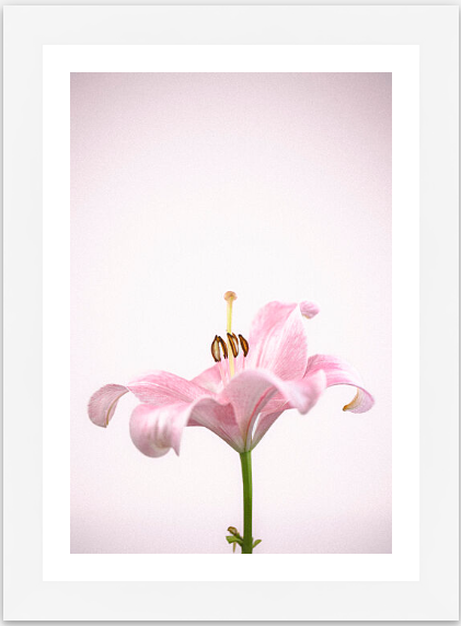 pink lilly fine art print