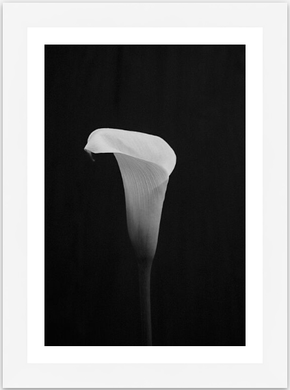 Calla Lily