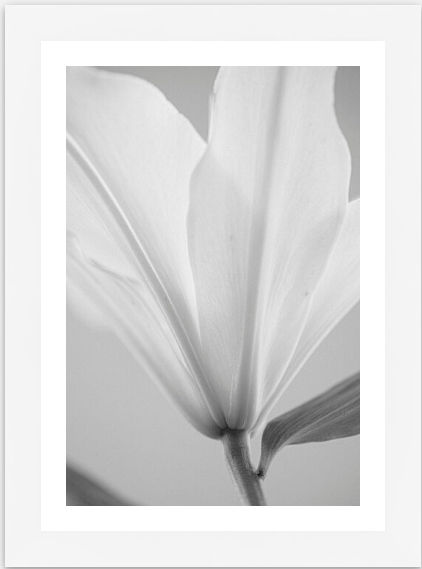 close up white flower print