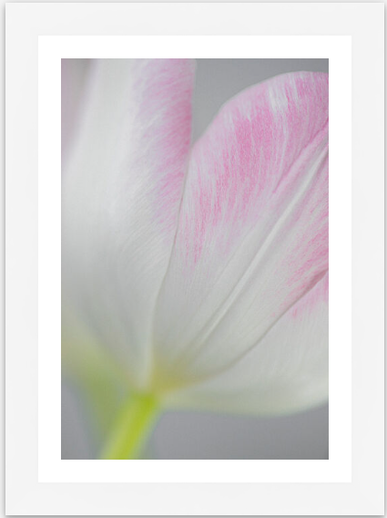 pink tulip petal print