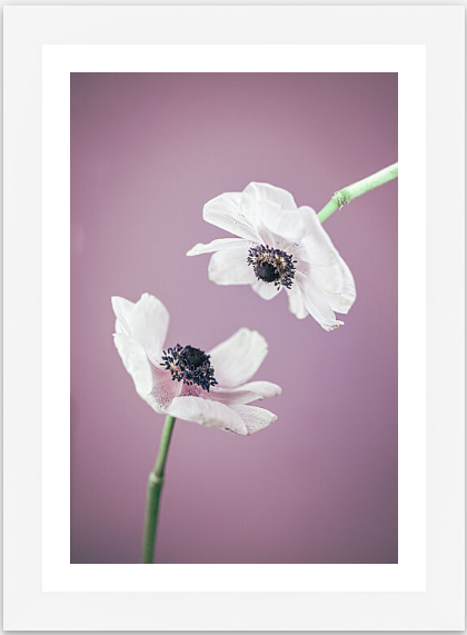 Anemone