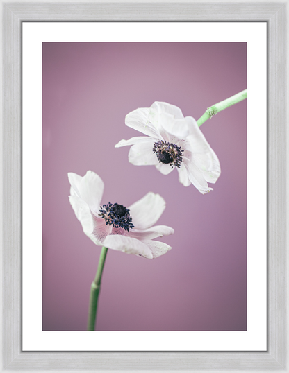 Anemone